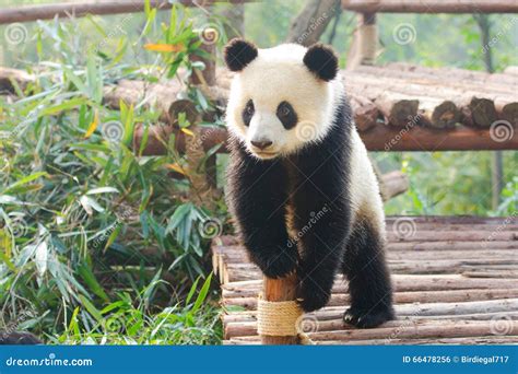 Panda Standing Stock Photos Download 551 Royalty Free Photos