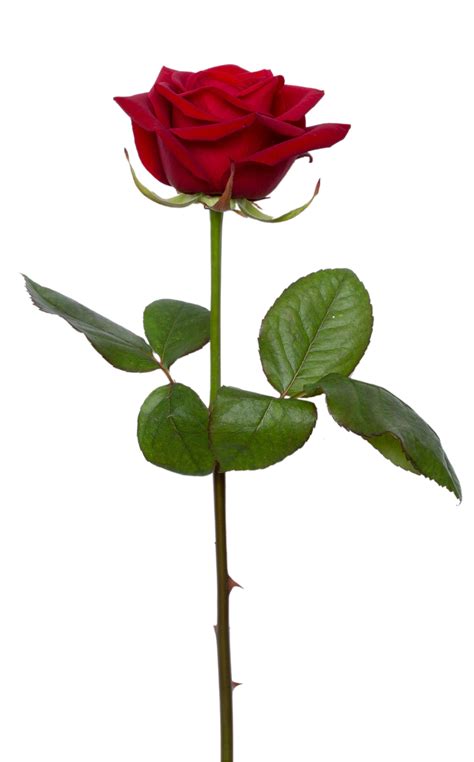 картинки Роза Красный Красная роза цветок Макрос цветение