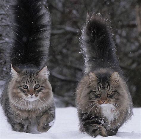 Impressive Facts About Fluffy Cat Breeds That You Never Knew Before