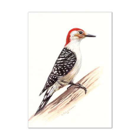 Woodpecker Painting Wild Bird Original Art Red Bellied Etsy