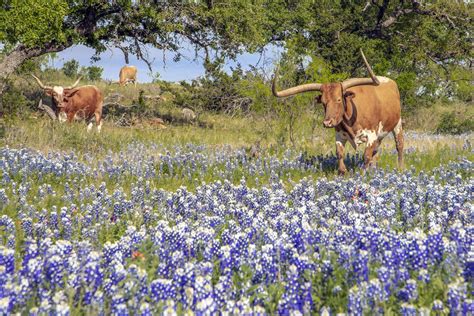 Where To Find The Best Bluebonnets In Jason Weingart Photography