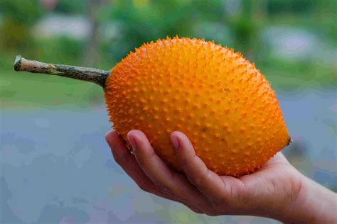 Momordica Bitter Melon Health Benefits New 2022 List