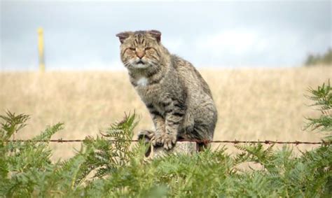 Why Australia Plans To Kill Millions Of Feral Cats Meowingtons