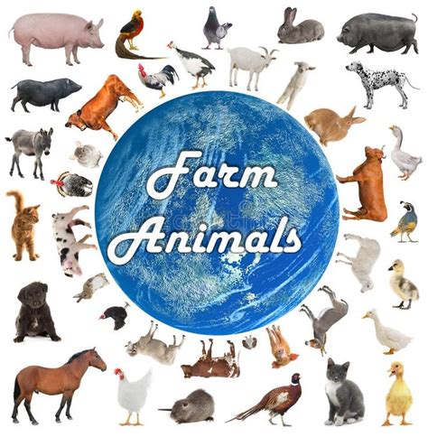 Collage Of Farm Animals Stock Illustration Farm Animals Animals