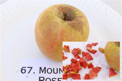 Mountain Rose Apple California Rare Fruit Growers