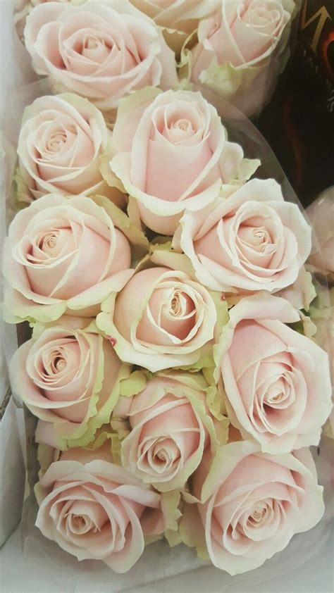 Sweet Avalanche Rose Pale Pink Roses Flowers