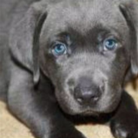 I just went through the same delima, however i bought the pom after going to the home of the breeder, all pups were healthy vet checked and so on. Charcoal lab :))) love the blue eyes | Lab puppies ...