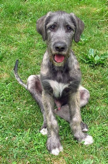 Irish Wolfhound Puppy Silly Cute By Kimberly Huhn Photo Stock