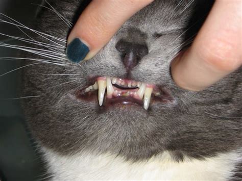 Poor Cats Teeth This Is What A Feral Cats Teeth Look Lik Flickr