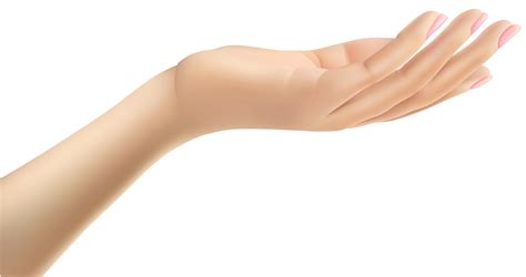 Thumb Hand Arm Clip Art Female Hand Png Download 80004232 Free