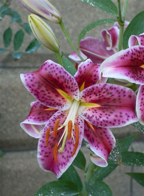 Stargazer Lily Flower Pictures Stargazer Lily Real Flowers