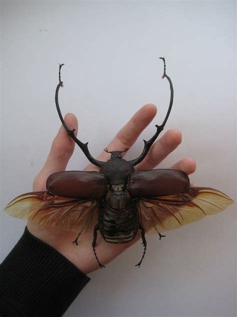 One Of The Largest Flower Beetles In The World Mecynorrhina Torquata Credit Red Scale Awesome