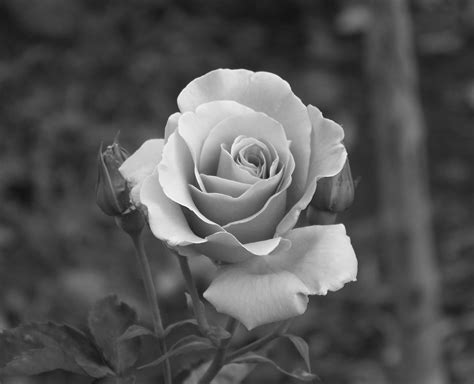 Rose Black And White Photo