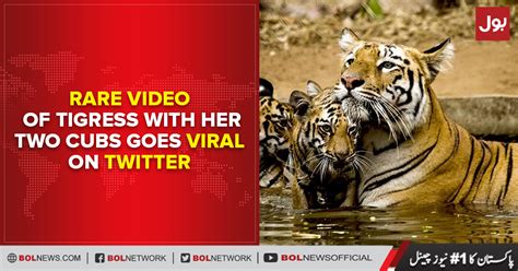 Rare Video Of Tigress With Her Two Cubs Goes Viral On Twitter