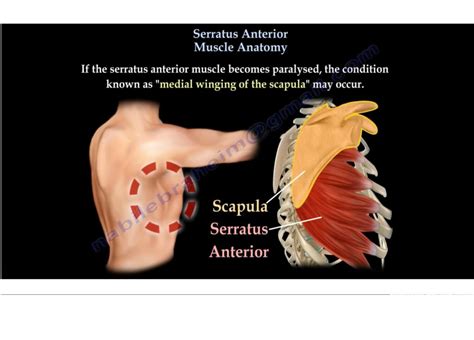 Serratus Anterior Anatomy