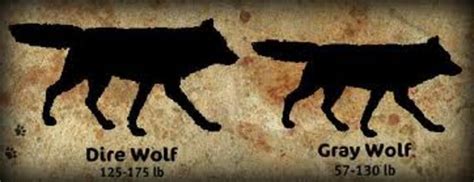 Canis Lupus—the Grey Wolves Of Then And Now Owlcation