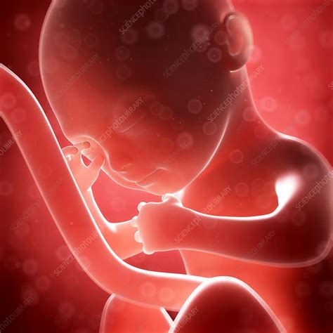 Human Fetal Development Artwork Stock Image F0101649 Science