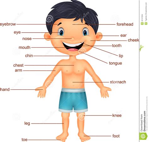 Cartoon Boy Vocabulary Part Of Body Stock Vector Image 45747264