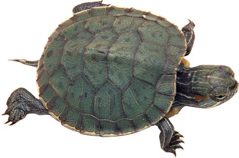 Download Turtle Png Transparent Turtlepng Images Pluspng Diferentes