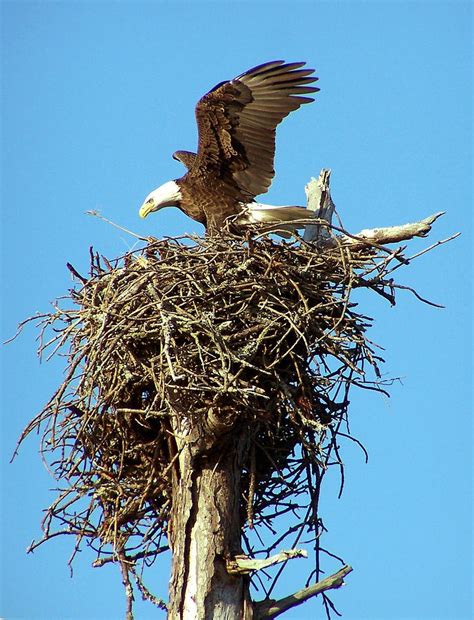 Bald Eagle Landing On Nest Photograph By Terry Adamick Pixels