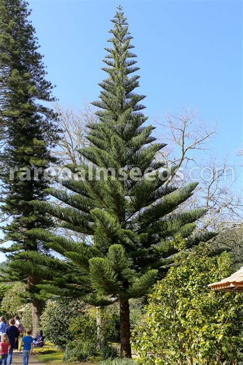 Araucaria Heterophylla Norfolk Island Pine Buy Seeds At