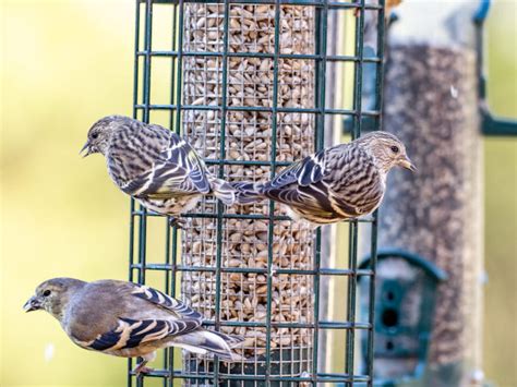 Help Protect Wild Birds From Salmonellosis By Cleaning And
