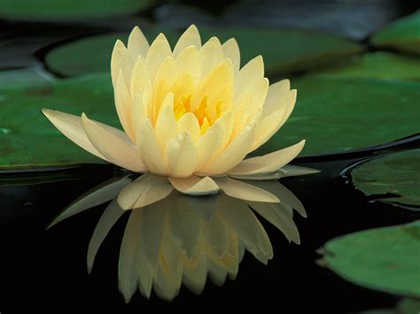 Hybrid Water Lily Flowers And Plants Wallpaper
