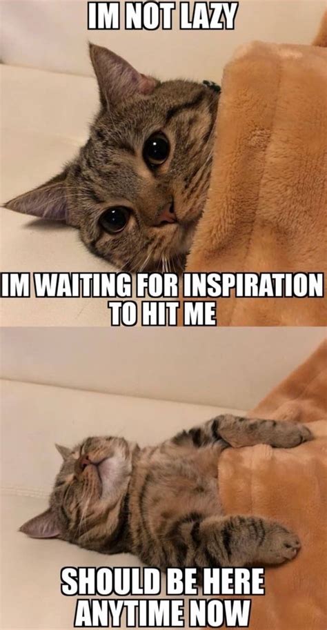 My Excuse To Sleep Longer Cute Cat Memes Animal Jokes