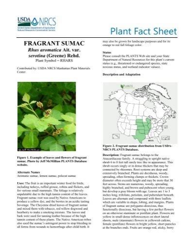 Rhus Aromatica Plant Fact Sheet Usda Plants Database