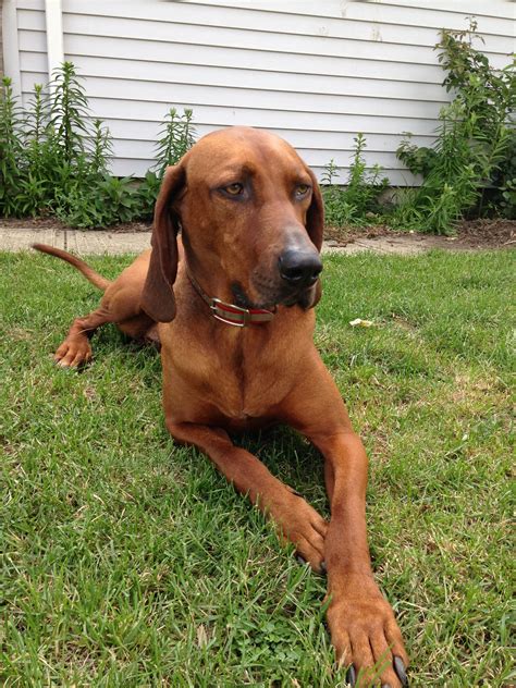 What Are Good Names For A Redbone Coonhound