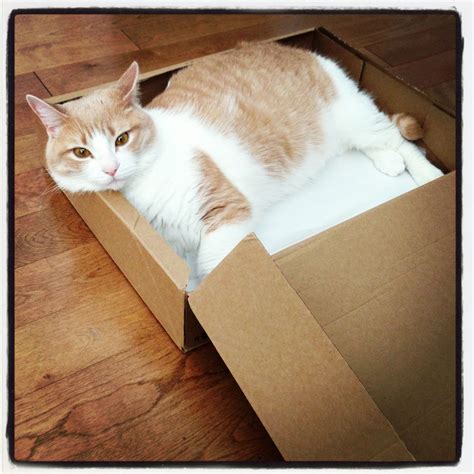 Cat In Box Cat Box Cats Cat Love