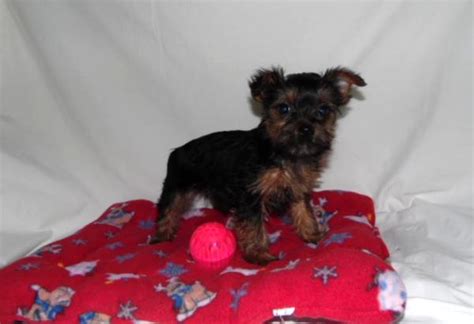 From bottle feeding puppies to dogs that have been severely injured and require intense healing. Poodle Puppies for sale Arndt's Happy Tails Poodles ...