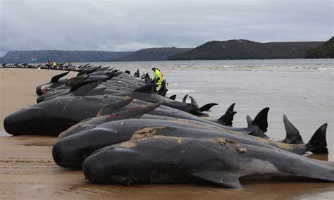 Nearly 500 Pilot Whales Dead After Nzealand Mass Strandings Global Times