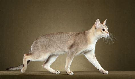 singapura cat breed information