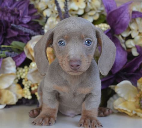 57 Blue Dapple Mini Dachshund Puppies For Sale Pic Bleumoonproductions