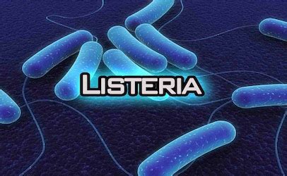 Listeria Infection Listeriosis Virulence Factors Pathogenesis