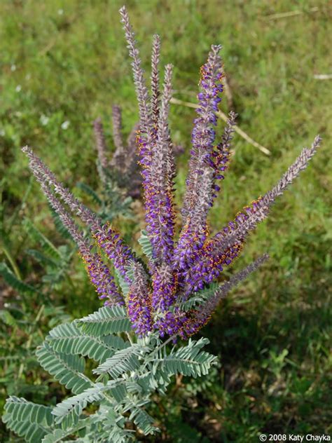 If the competition is able to get their product to a customer with a. Amorpha canescens (Lead Plant): Minnesota Wildflowers