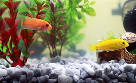 You get lots of wonderful stocking options, it's not so large that it takes up a lot of space or have high running costs, and it's got a large enough body of water to help maintain stable parameters. Beautiful 20 Gallon Fish Tank Stand to Complement Décor (2020)
