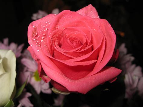 วอลเปเปอร์ ดอกไม้ สีแดง ดอกกุหลาบ สีชมพู ปลูก หยด กลีบดอก