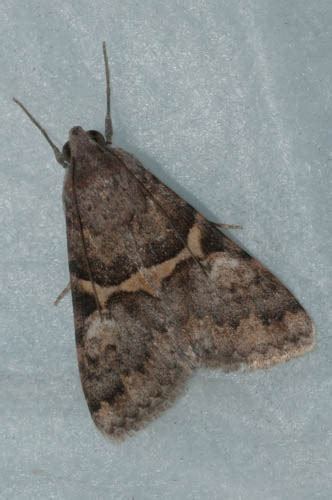 Unidentified Sonoran Desert Moth Forsebia Cinis Bugguidenet