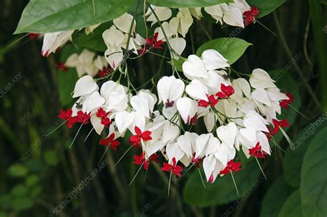 Clerodendrum Thomsoniae Stock Image C0088892 Science Photo Library