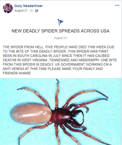 Its A Hoax New Deadly Spider Spreads Across Usa Botcrawl