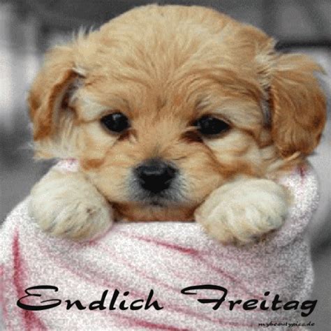 Animierte gif freitagsgrüsse schönen abend. gif endlich freitag | Süßeste haustiere, Niedliche hunde ...