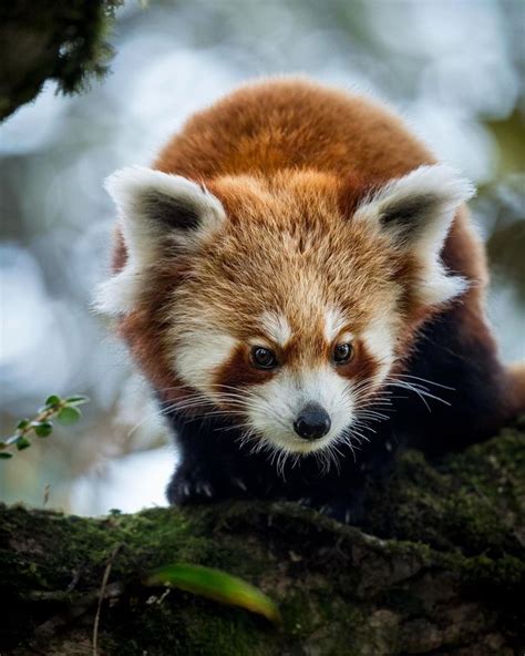 Himalayan Red Panda Ailurus Fulgens Red Panda Wildlife Animals