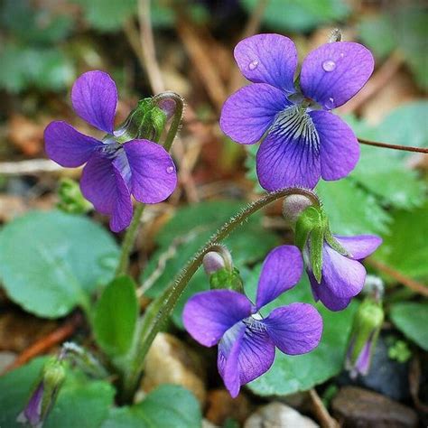 Wild Vine With Small Purple Flowers
