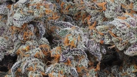 Cookies Tacoma A Guide To Cookies Cannabis Strains At Zips Dispensary