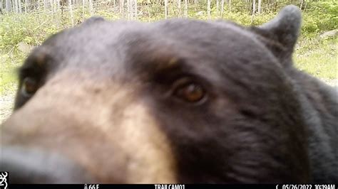 Bear Gets Up Close To A Maine Trail Camera Youtube