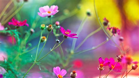 Collection craft for your best interest. Amazing Flowers Wallpapers | HD Wallpapers | ID #11000