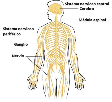 Lista Foto Dibujo Del Sistema Nervioso Central Y Sus Partes Alta Definición Completa k k