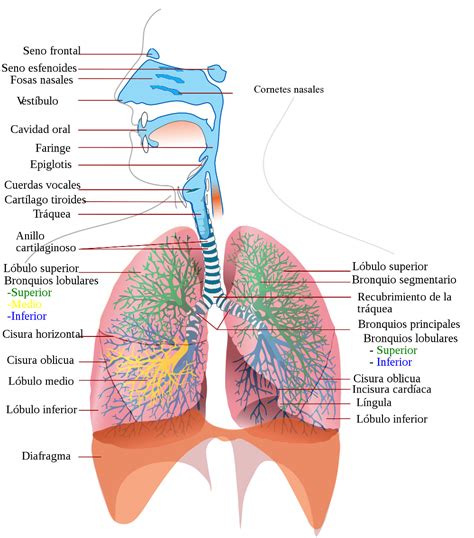 Anatomía Del Aparato Respiratorio Enseñando